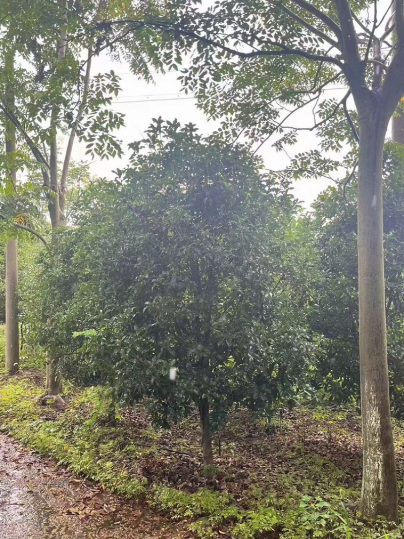 桂花丛生桂花单杆桂花公分全价格优