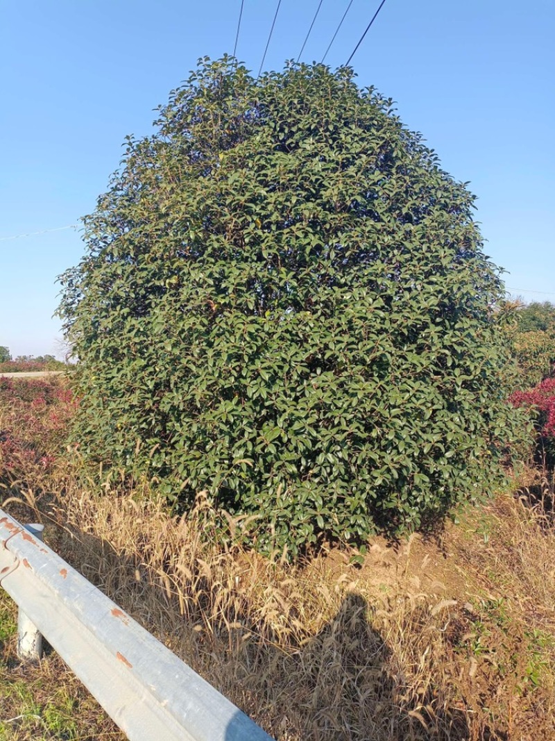 桂花丛生桂花单杆桂花公分全价格优