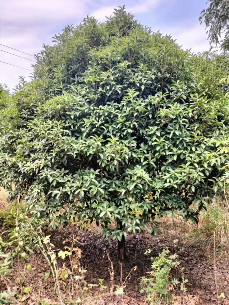 桂花丛生桂花单杆桂花公分全价格优
