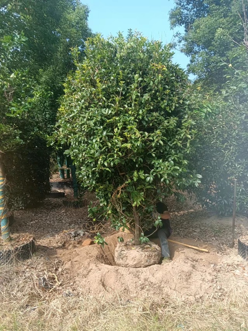 桂花丛生桂花单杆桂花公分全价格优