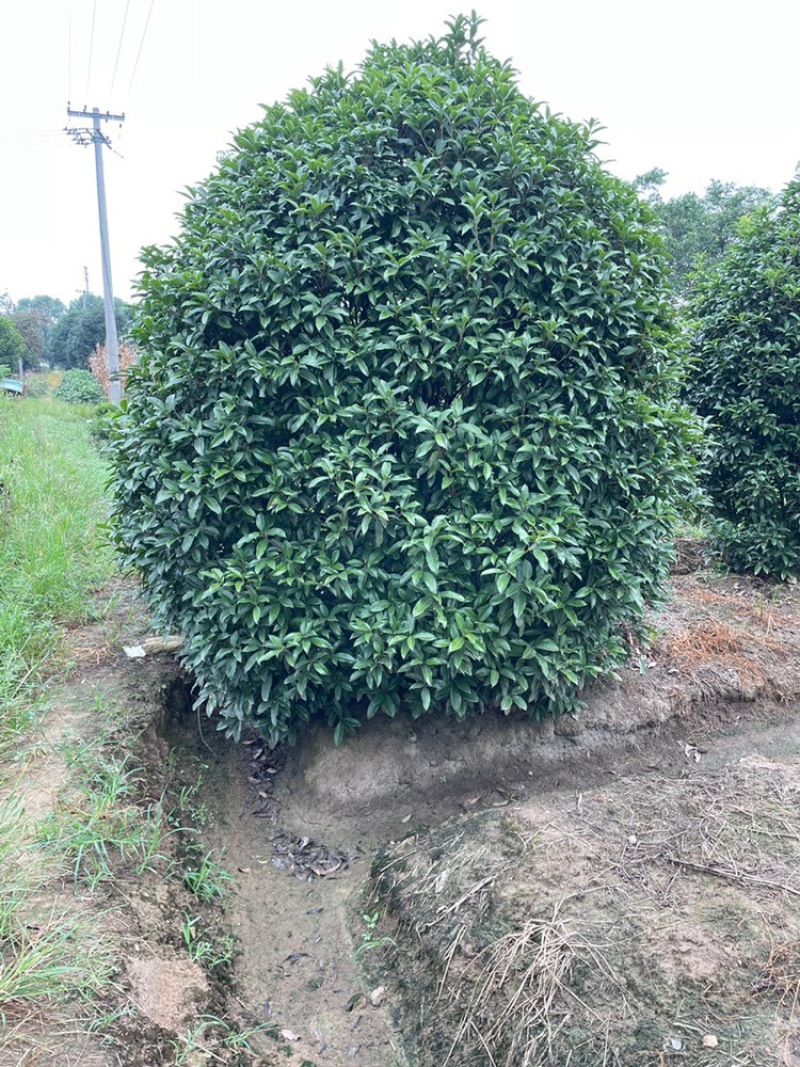 桂花丛生桂花单杆桂花公分全价格优