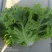 【推荐】山东精品生菜产地直发价优诚信经营欢迎致电