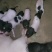 巴马香猪