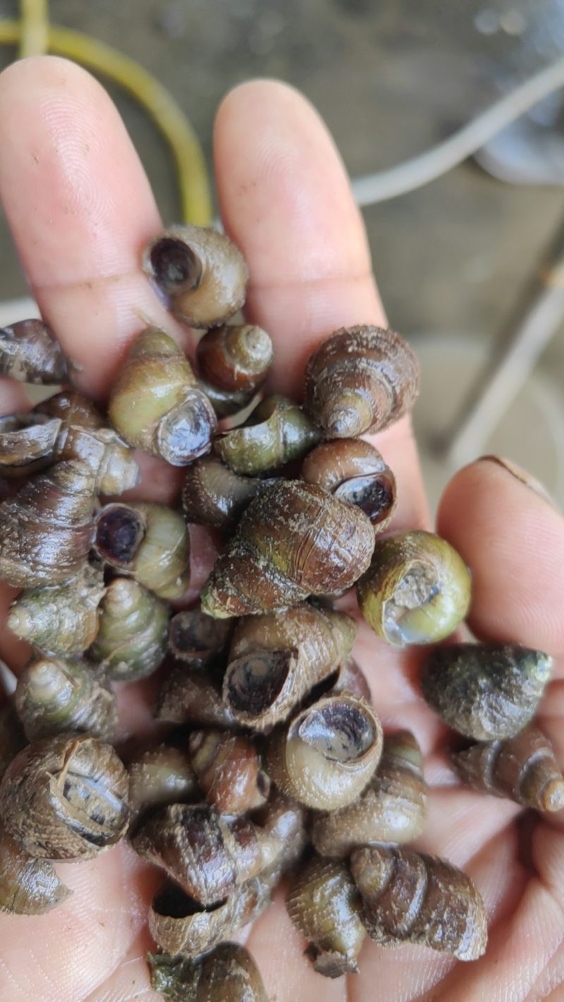 新鲜清水湾螺