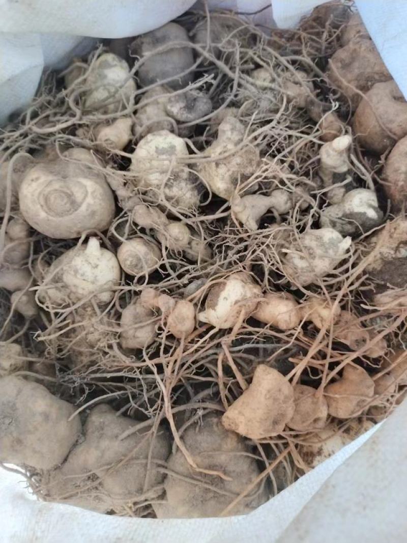 云南普洱滇黄精_野生滇黄精干片