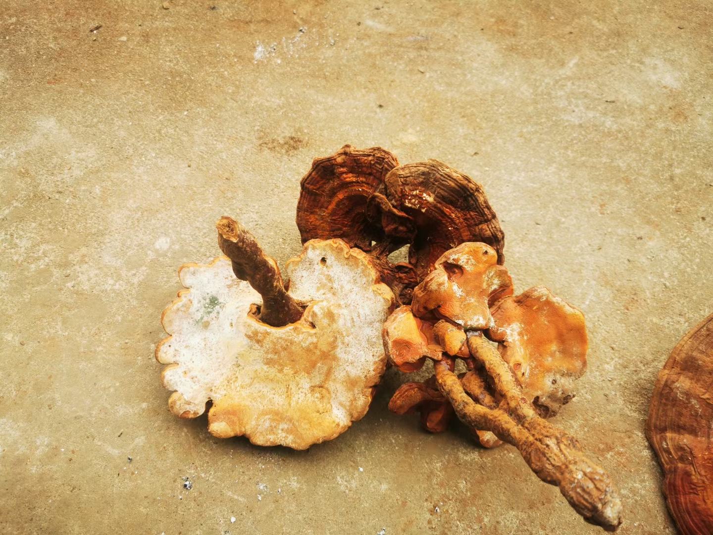 人工栽培的竹灵芝基地,模仿自然生长环境 竹林中的竹灵芝栽培基地