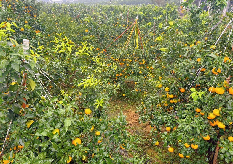 展示爱媛38号橙的种植环境与速冻加工过程,体现其标准化生产流程 爱媛38号橙的种植园与速冻加工流程图