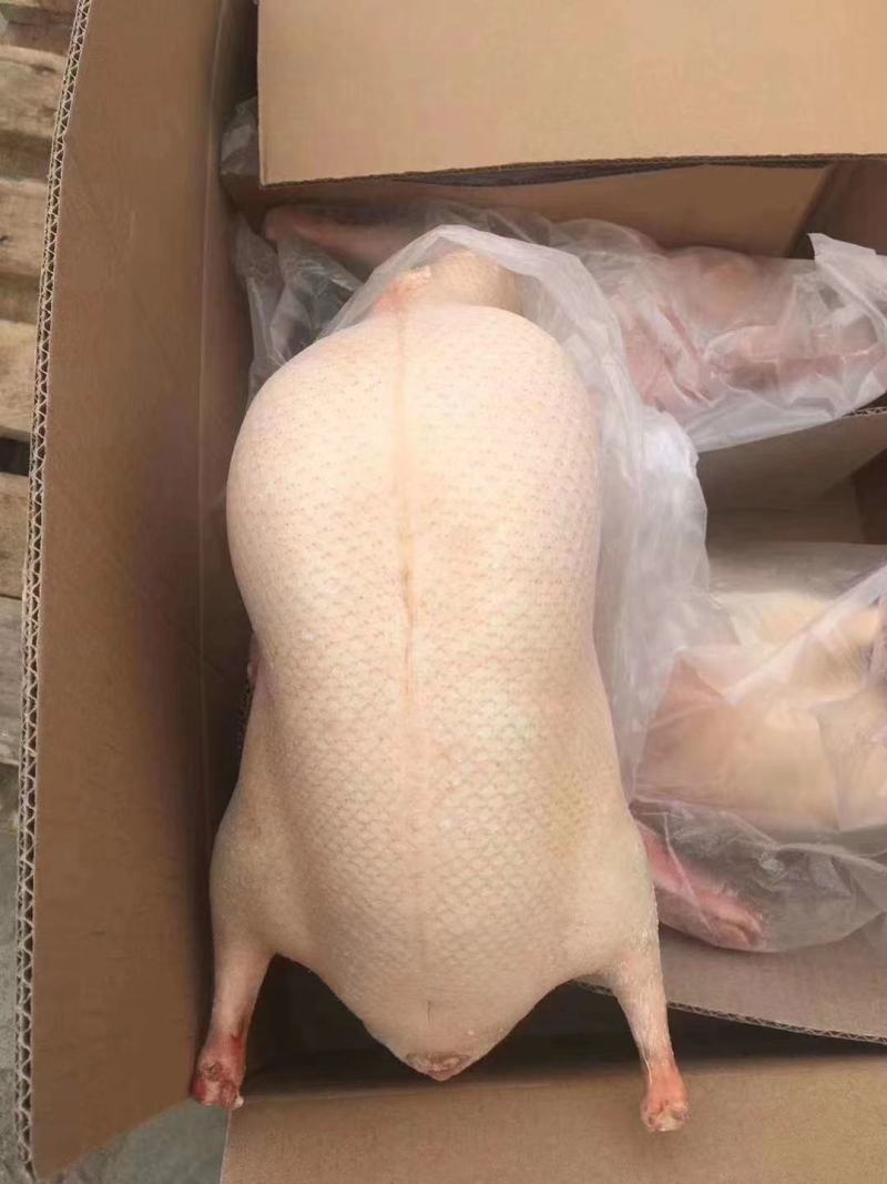 北京烤鸭鸭胚现货现发，厂家只给26元/只