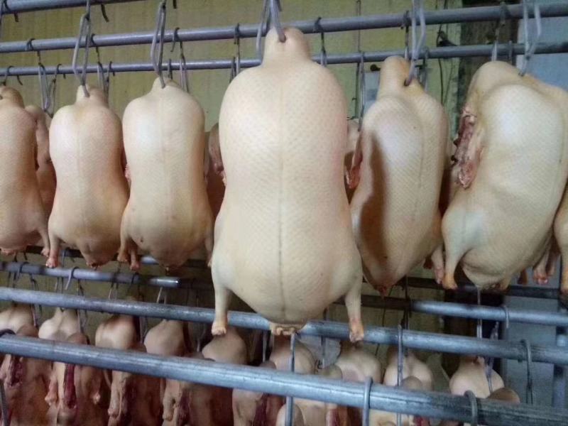 北京烤鸭鸭胚现货现发，厂家只给26元/只