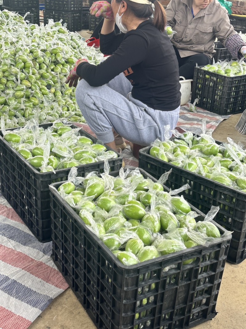 蜜丝牛奶青枣。晚熟青枣准备上市。皮薄肉厚多汁。脆甜可口