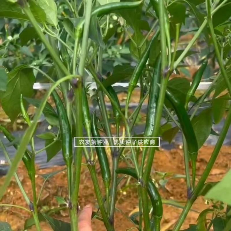 新品种富乔二号朝天椒种子青红两用硬度好尾果大泰国朝天椒种
