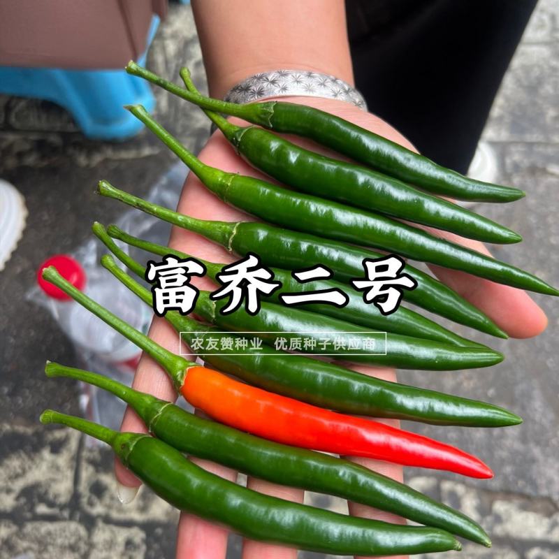 新品种富乔二号朝天椒种子青红两用硬度好尾果大泰国朝天椒种