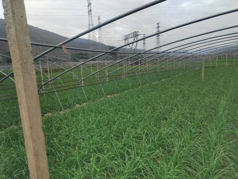 【甘肃】红根蒜苗物美价廉一条龙服务大量现货供应对个齐全
