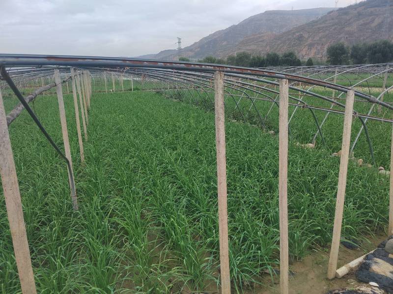 【甘肃】红根蒜苗物美价廉一条龙服务大量现货供应对个齐全