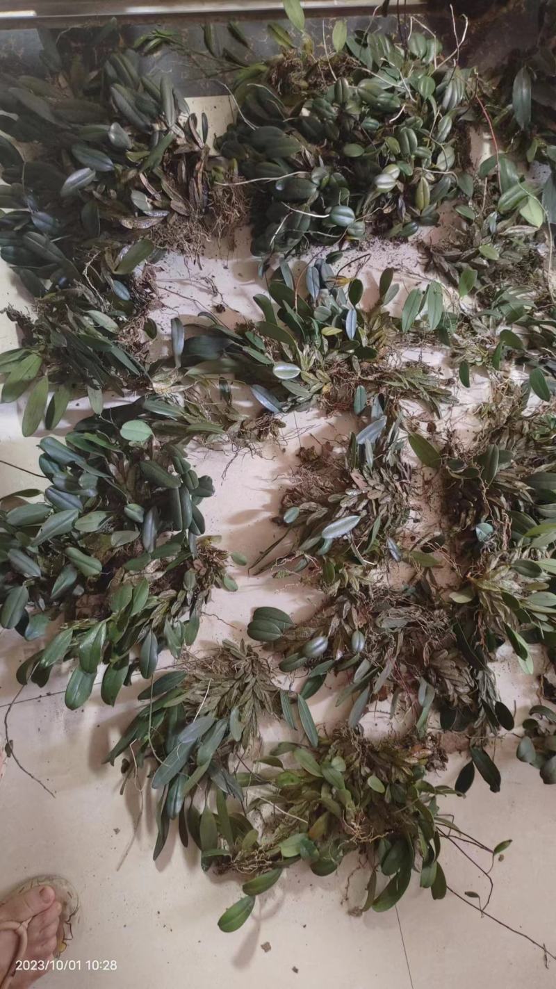 龟背石斛全国可以包邮需要的可以直接下单欢迎电话联系