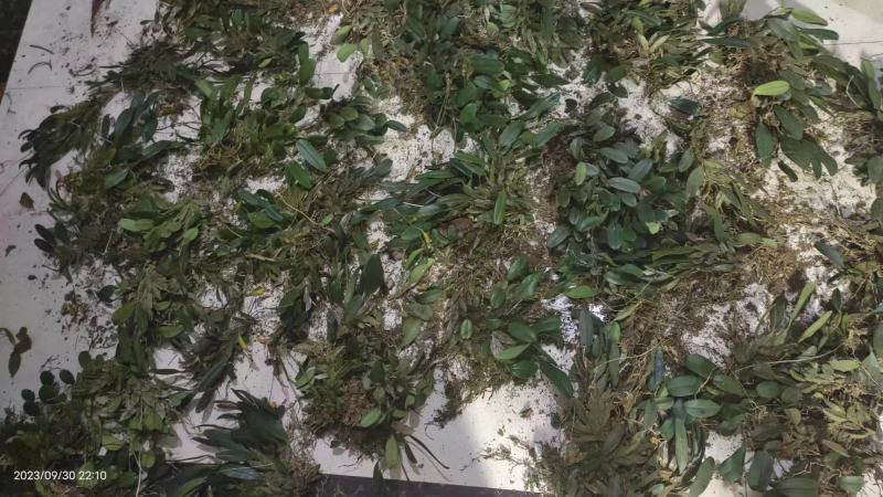 龟背石斛全国可以包邮需要的可以直接下单欢迎电话联系