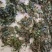 龟背石斛全国可以包邮需要的可以直接下单欢迎电话联系