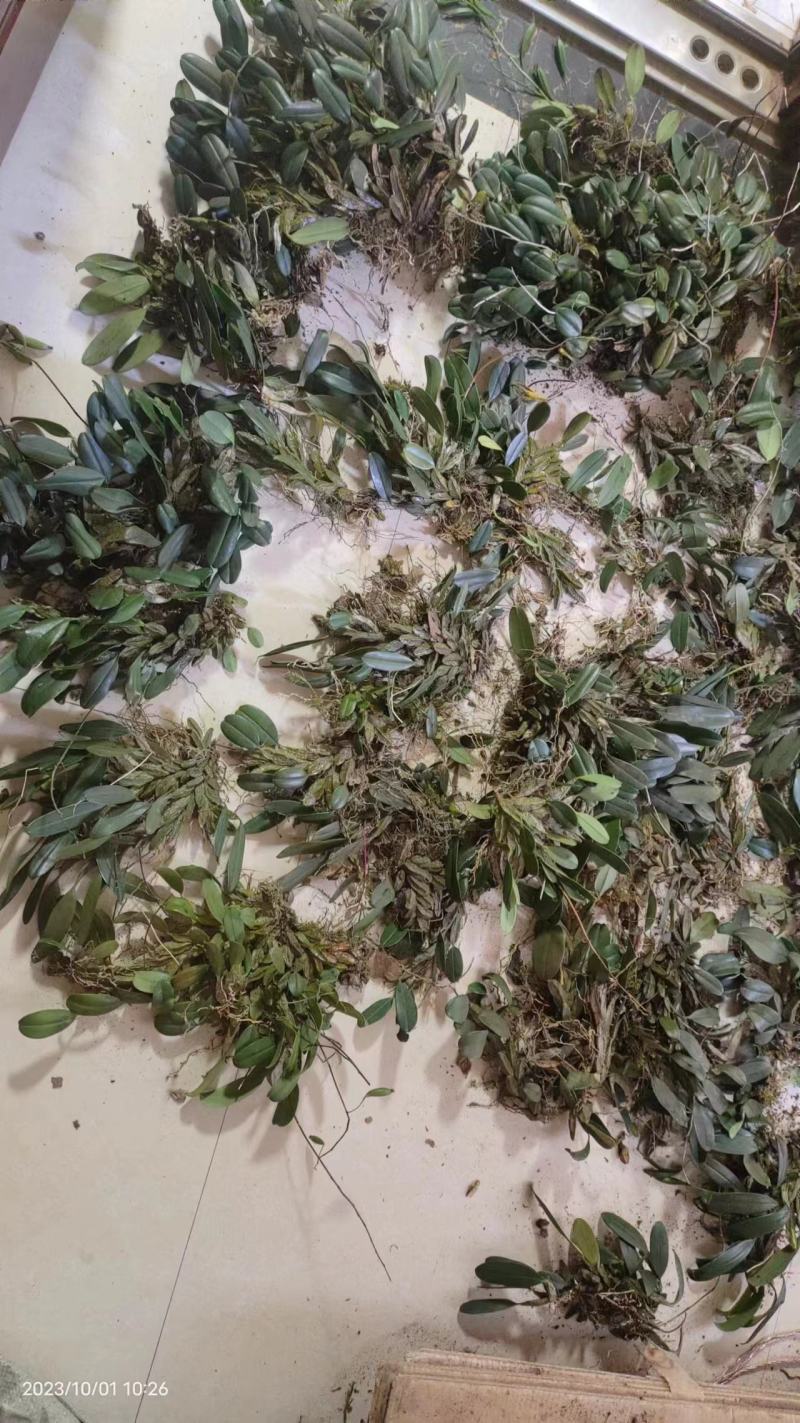 龟背石斛全国可以包邮需要的可以直接下单欢迎电话联系