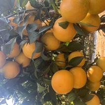 红江橙开始上市了。大量现货供应。果面光滑皮薄肉厚多汁。