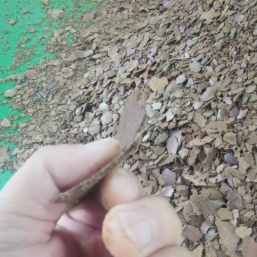 山茶枯，