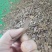 山茶枯，