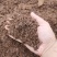 山茶枯，