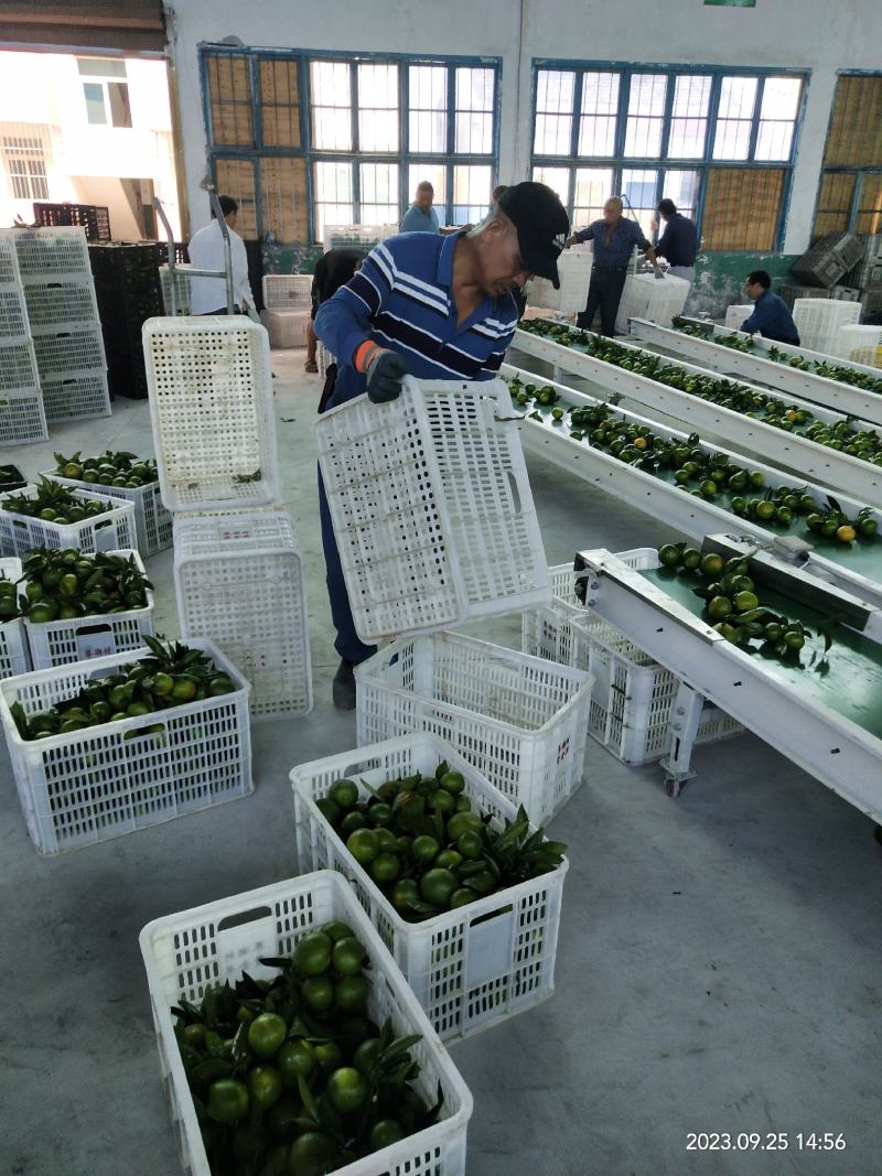 南丰蜜桔，湖南澧县南丰蜜桔，皮薄多汁，产地直发，