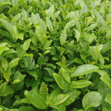茶苗（甘露一号）