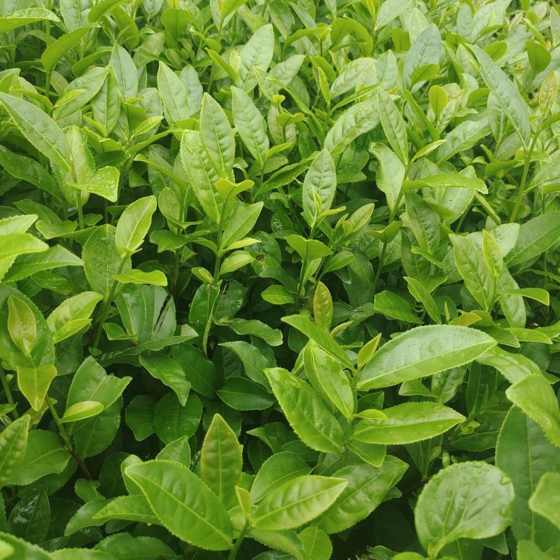 茶苗（甘露一号）