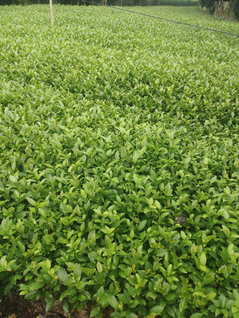 茶苗（甘露一号）