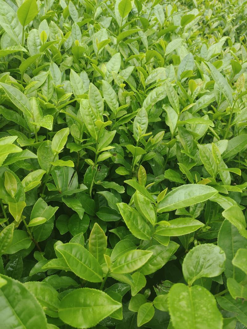 茶苗（甘露一号）