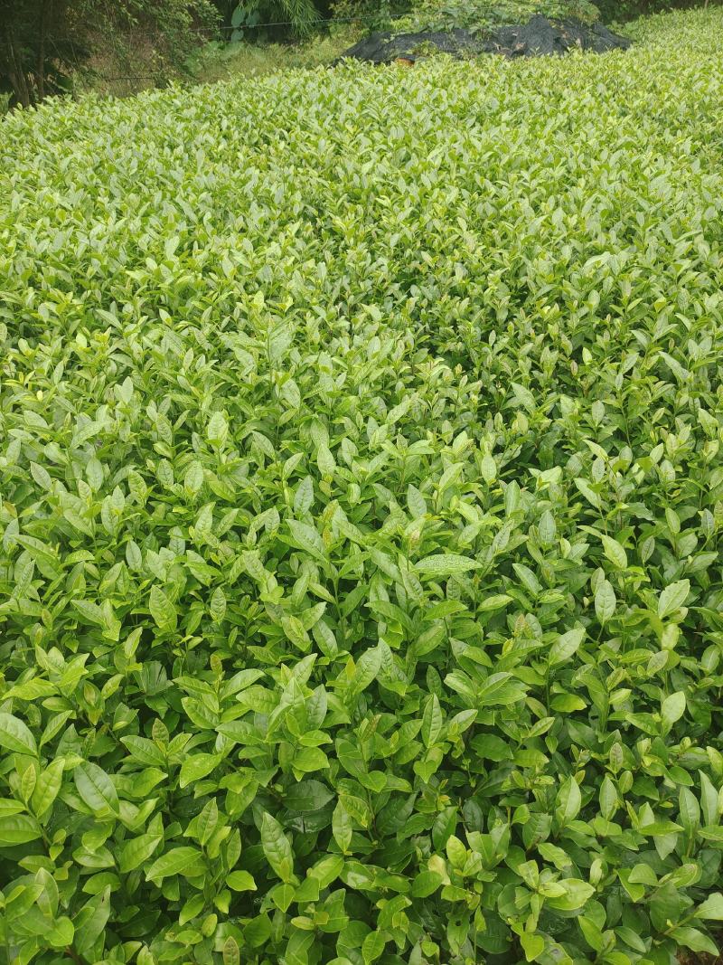 茶苗（甘露一号）