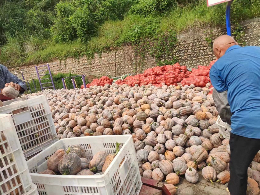 丰收场景中的农户正在田间采摘蜂蜜船南瓜，多人协作搬运装筐，背景为整齐排列的南瓜堆和农用三轮车