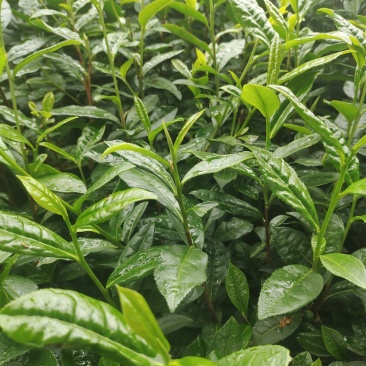 茶苗（复选九号）