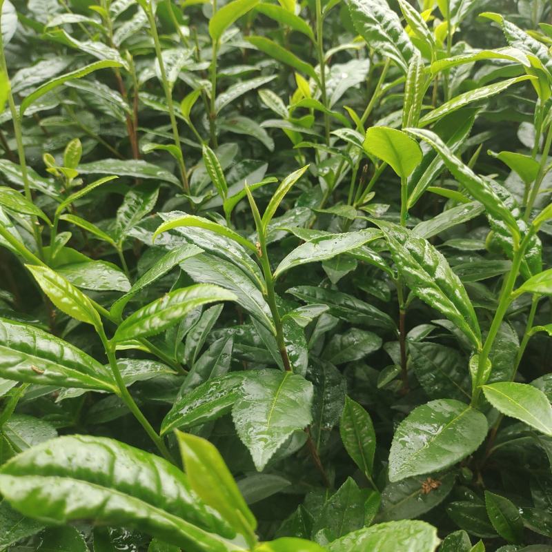 茶苗（复选九号）