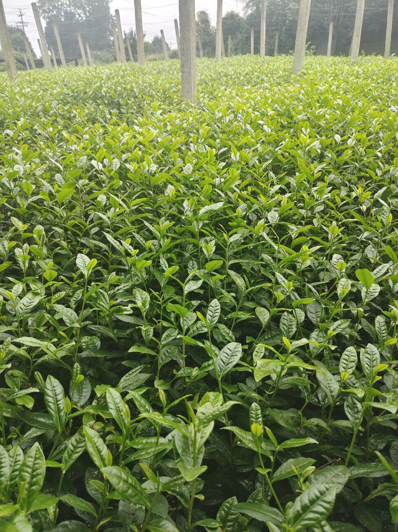 茶苗（复选九号）