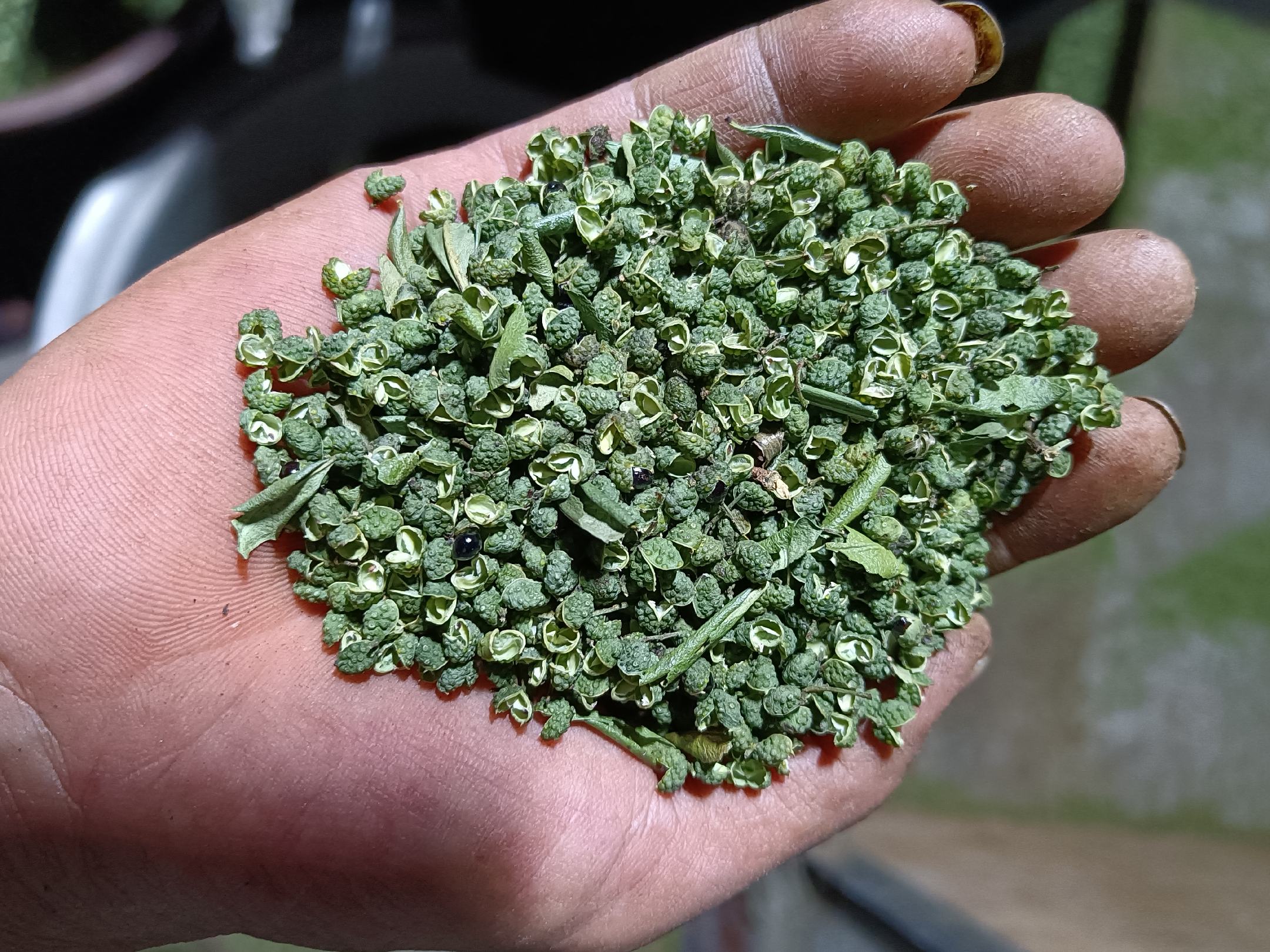 白芷与其他香料的搭配图