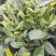 茶苗（四号大叶种）
