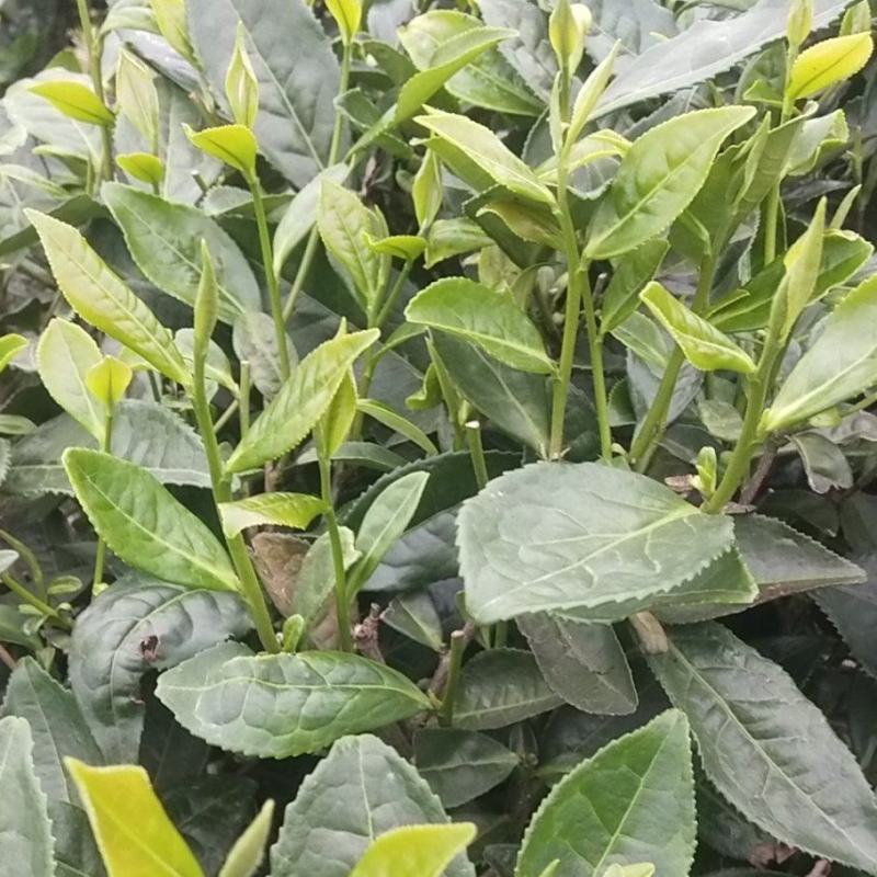 茶苗（四号大叶种）