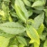 茶苗（四号大叶种）