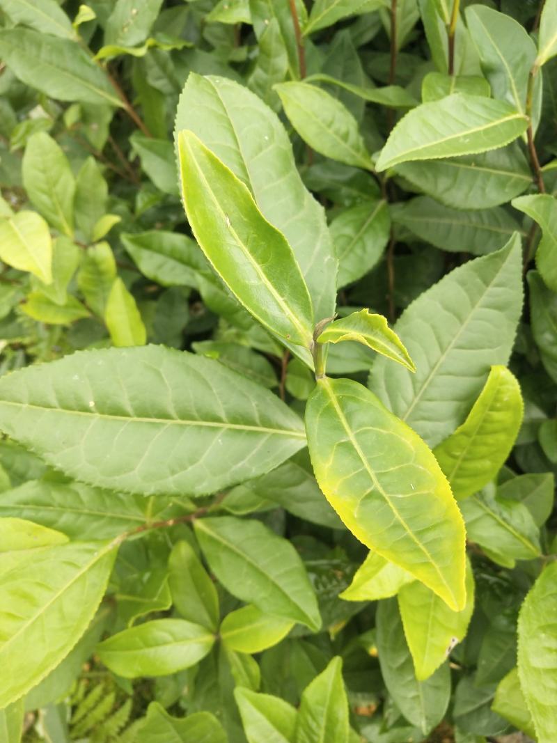 茶苗（四号大叶种）