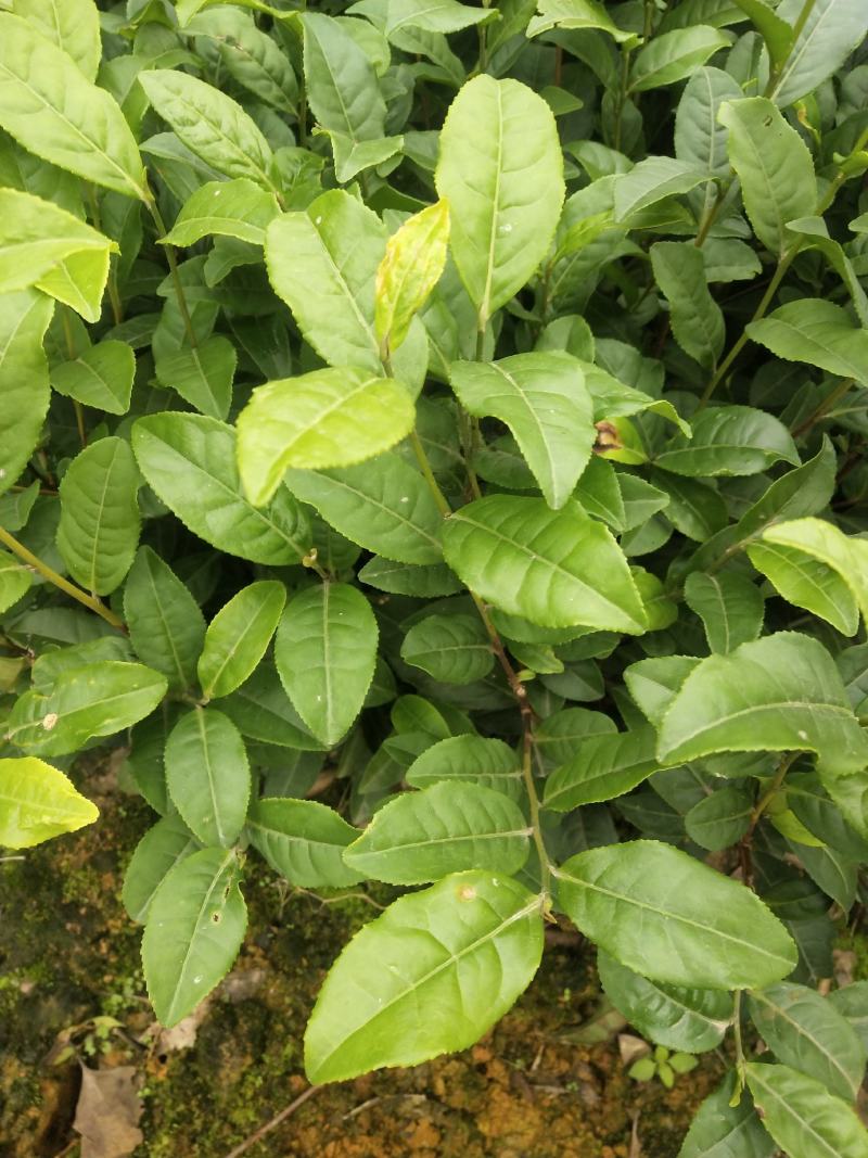 茶苗（四号大叶种）