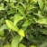 茶苗（四号大叶种）