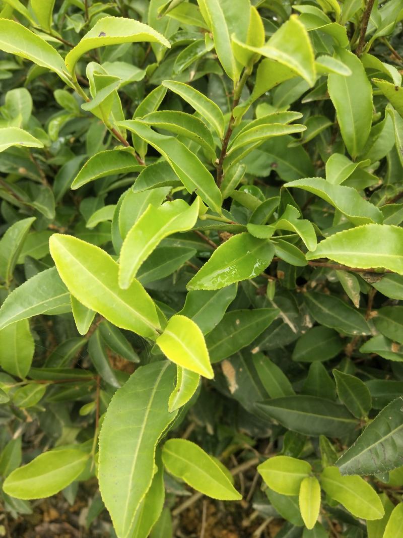 茶苗（四号大叶种）
