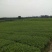 茶苗（四号大叶种）