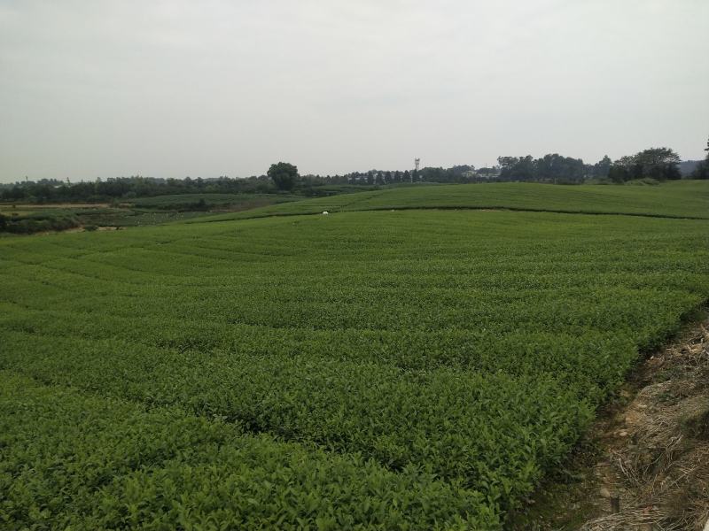 茶苗（四号大叶种）
