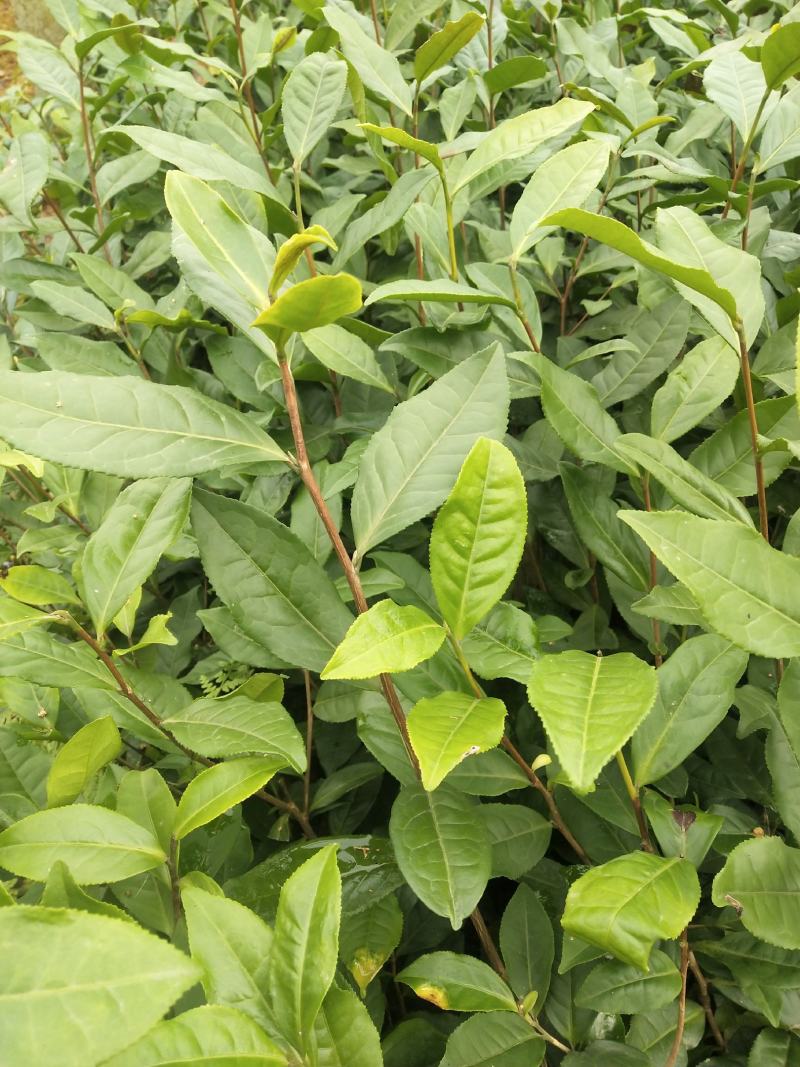 茶苗（四号大叶种）