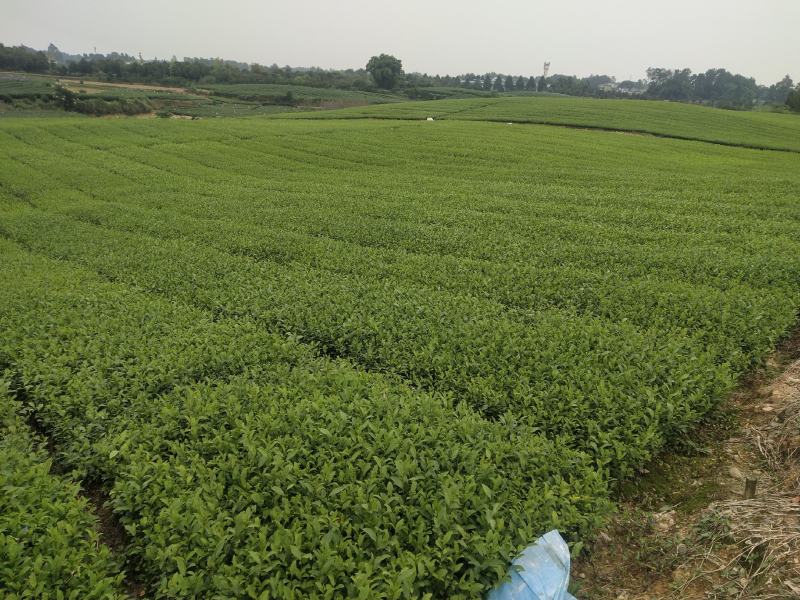 茶苗（四号大叶种）