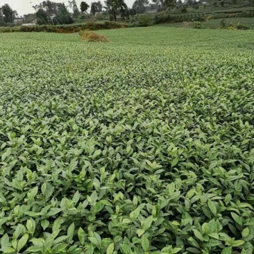 茶苗（安吉白茶苗）