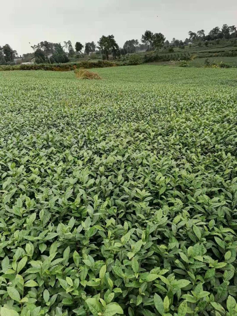 茶苗（黄金芽）